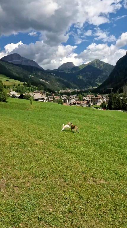 a cow laying in a field of green grass at Cèsa Cherpei - Dog Friendly in Campitello di Fassa