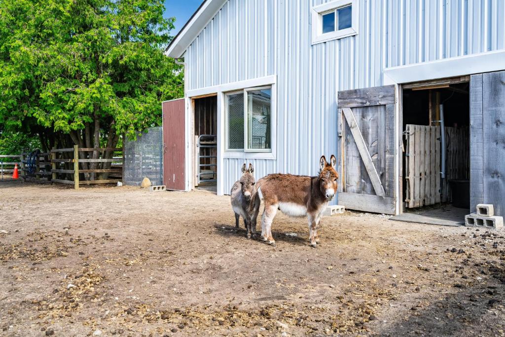 Gallery image of The Stone House Farm Stay in Kingsville