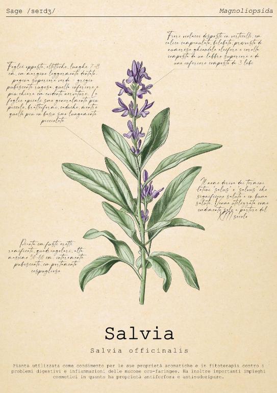 a botanical drawing of a lavender plant at Le Floreali - Casa Salvia in Bolsena