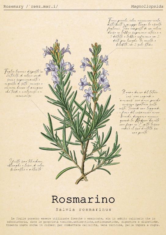 a drawing of a rosemary plant with flowers at Le Floreali - Casa Rosmarino in Bolsena