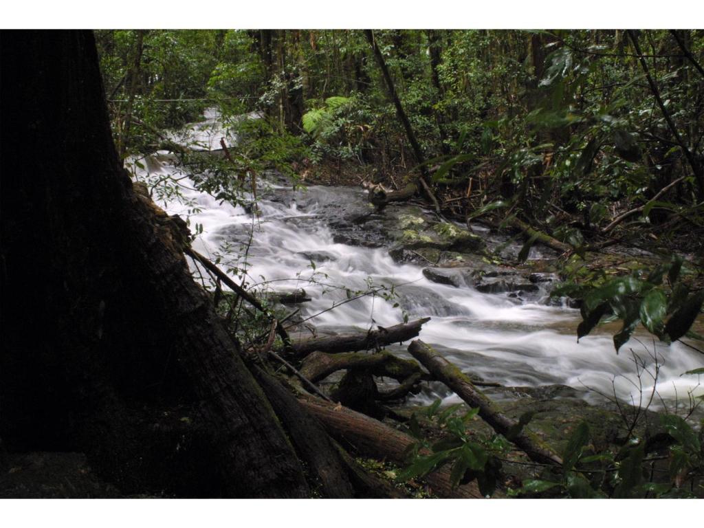 The Mouses House Rainforest Retreat, Springbrook (updated prices 2025)