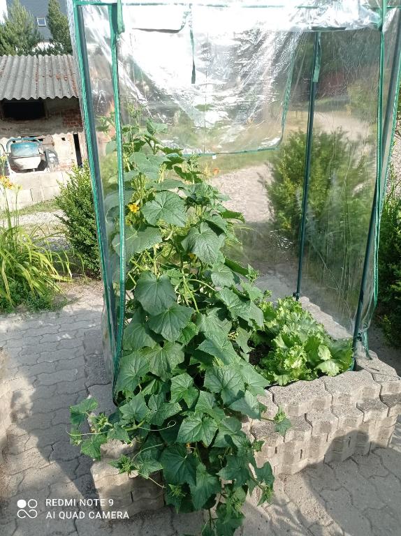 Zahrada ubytování Atlantis Apartmán 1