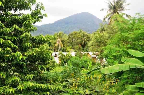 a jungle with trees and a mountain in the background at Jungle Garden Bungalows in Hinkong