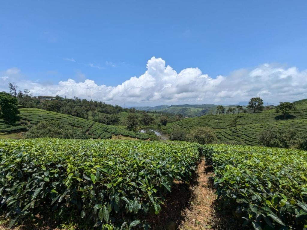 eine Teeplantage in den Cameron Highlands in der Unterkunft Hill garden homestay,Vagamon in Vagamon