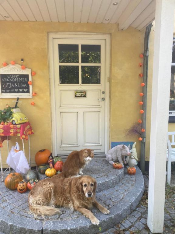 Domácí mazlíčci ubytovaní s hosty v ubytování Katja B&B Roskilde Tutti Frutti Home