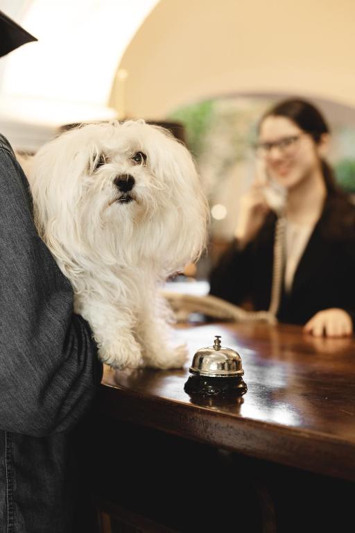 een hond die op een tafel naast een telefoon zit bij Gran Hotel del Paraguay in Asuncion