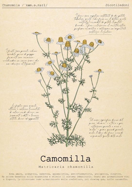 Gambar di galeri bagi Le Floreali - Casa Camomilla di Bolsena