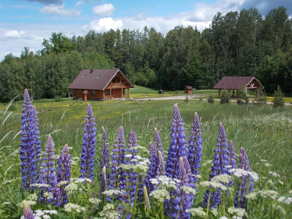 un champ de fleurs violettes devant une cabane en rondins dans l'établissement Guest House Kalniņi, à Kārļi