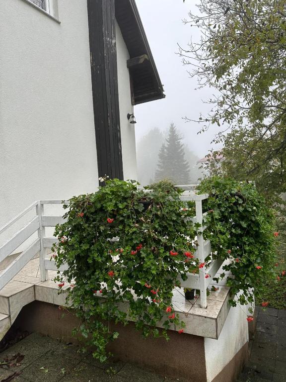 Guesthouse Nikola - 16