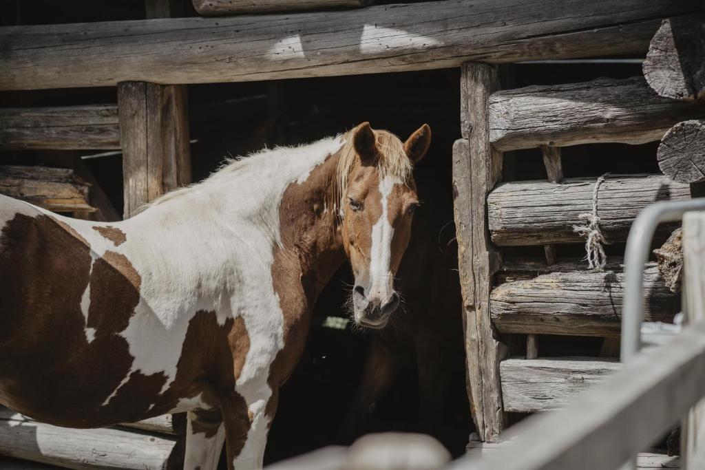 Zvířata v prázdninového domu nebo okolí