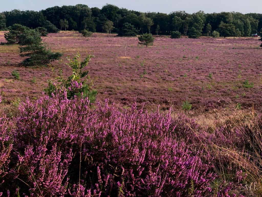 Het Natuurhuisje op de Veluwe - Casa De Tres Dormitorios