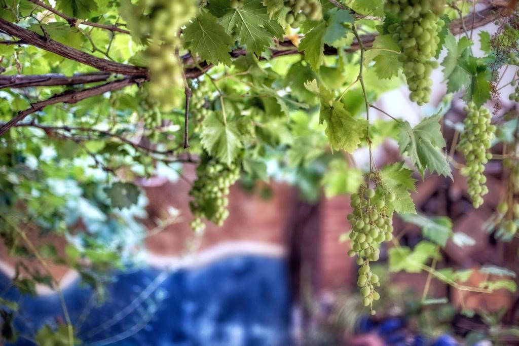 a bunch of green grapes hanging from a tree at Dar Baibou in Chefchaouen