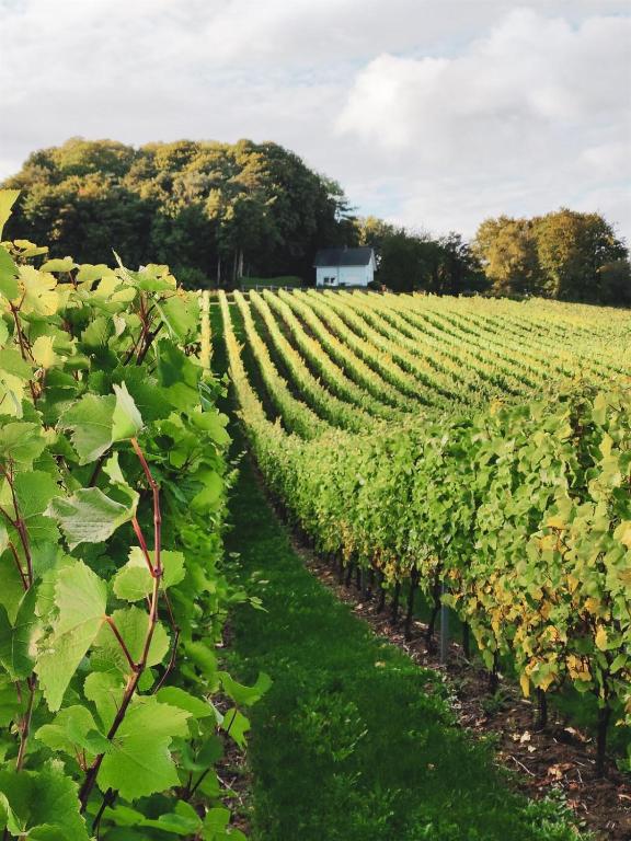 Zahrada ubytování Rodeberg Belle Vue