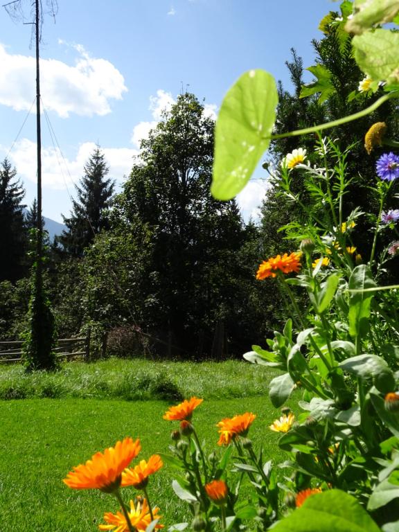Zahrada ubytování Pension Sonnhof