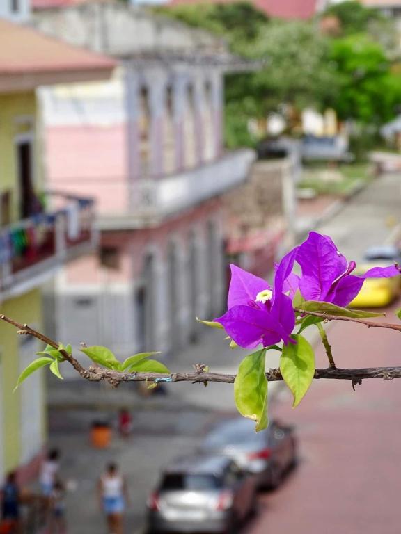 Fotografie z fotogalerie ubytování Bocas Style Apartment - Casco Viejo v destinaci Panamá