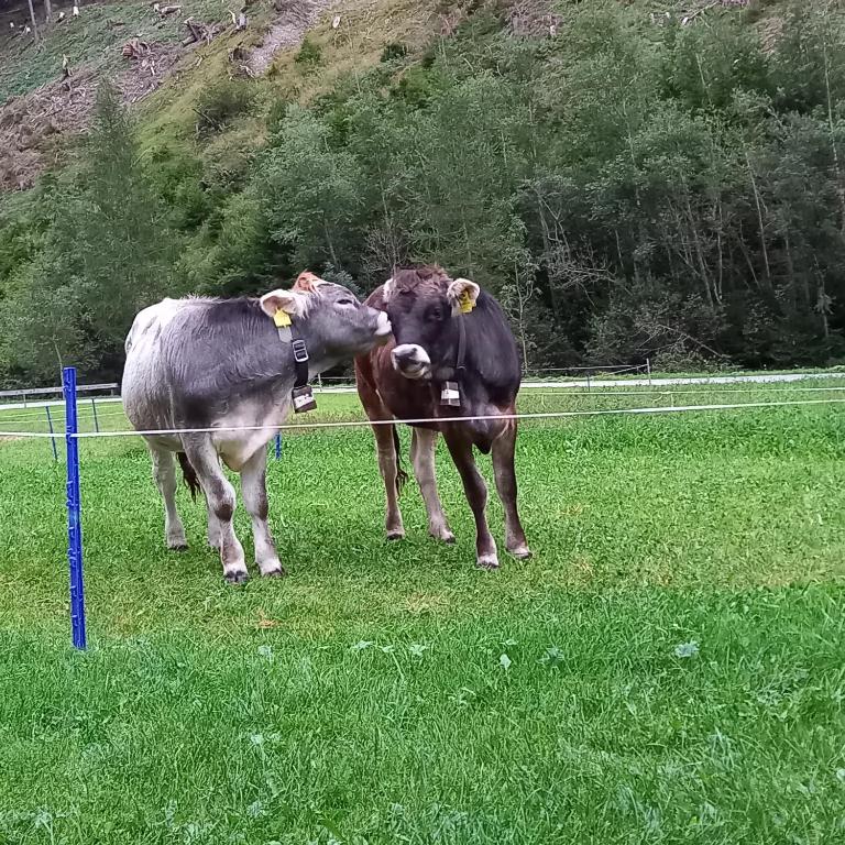 Dýr í íbúðinni eða í nágrenninu