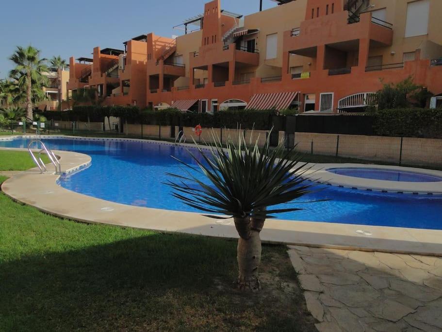 a palm tree in front of a swimming pool at Vera Playa apartment in Vera