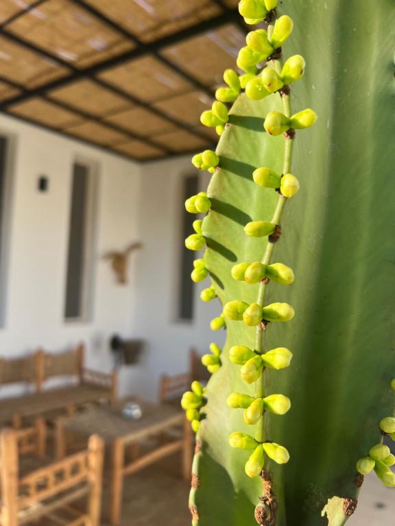Fotografie z fotogalerie ubytování Villa Manzar piscine chauffée v destinaci Essaouira
