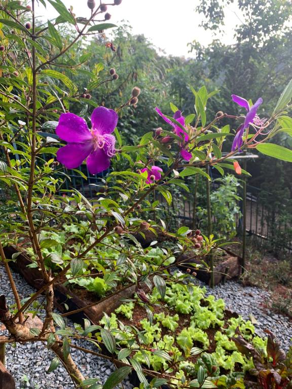 Aed väljaspool majutusasutust Nắng Xinh Homestay
