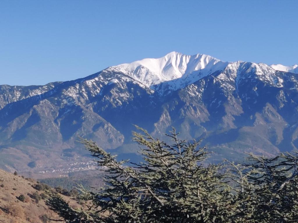 une montagne enneigée avec un arbre au premier plan dans l'établissement Gîte Canigou, à Jujols