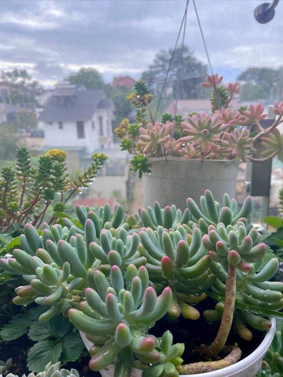 Vườn quanh Selena Dalat Homestay
