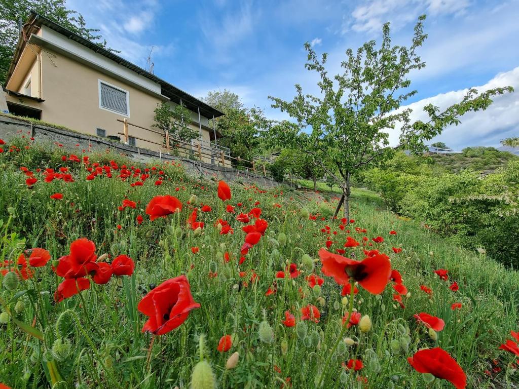 a field of red poppies in front of a house at Casa Le Vignole - Aosta in Aosta