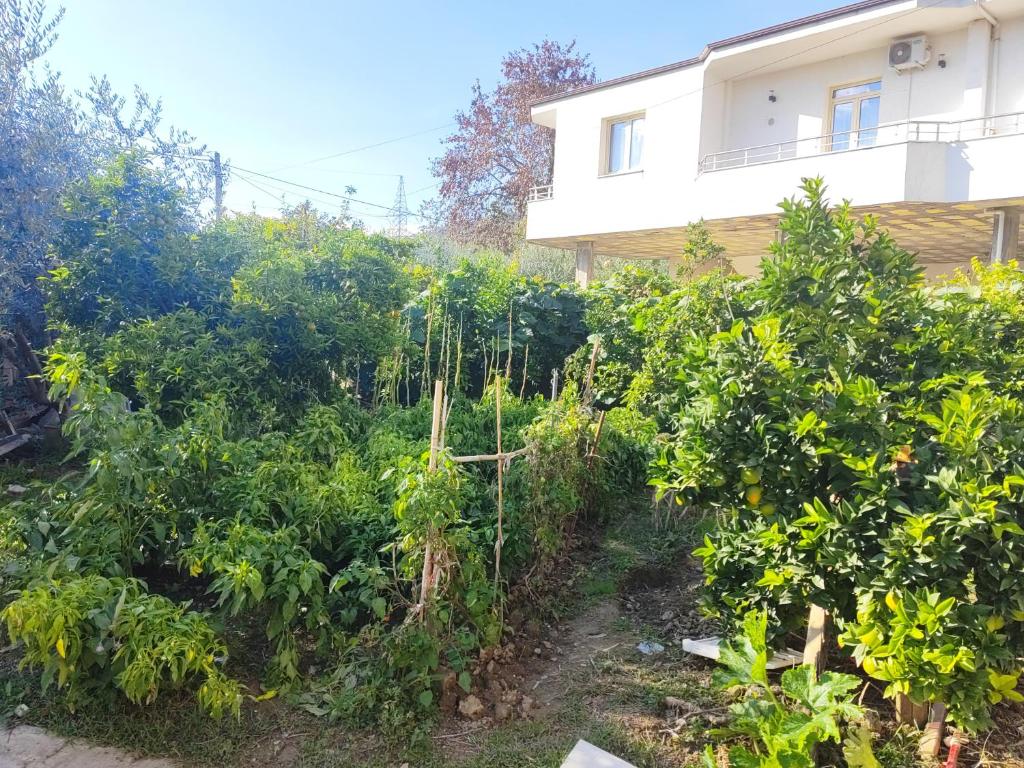 Zahrada ubytování Stone House Hostel Elbasan