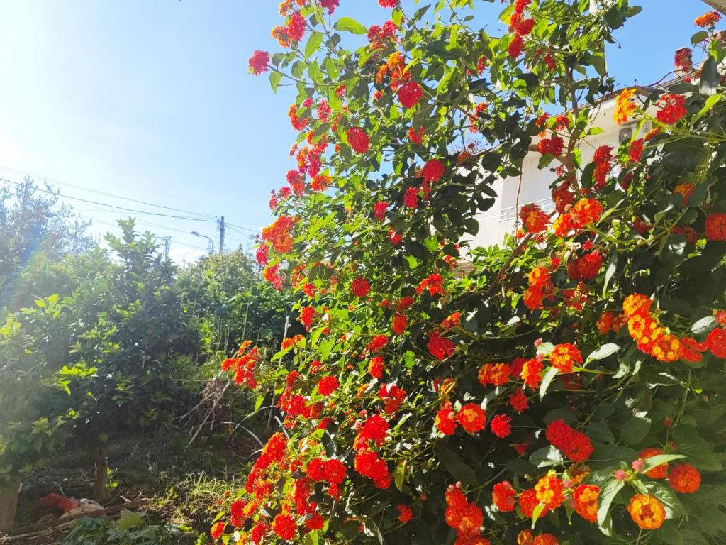 Zahrada ubytování Stone House Hostel Elbasan