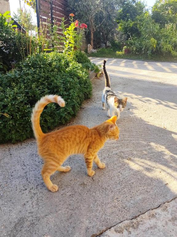 Domácí mazlíčci ubytovaní s hosty v ubytování Stone House Hostel Elbasan