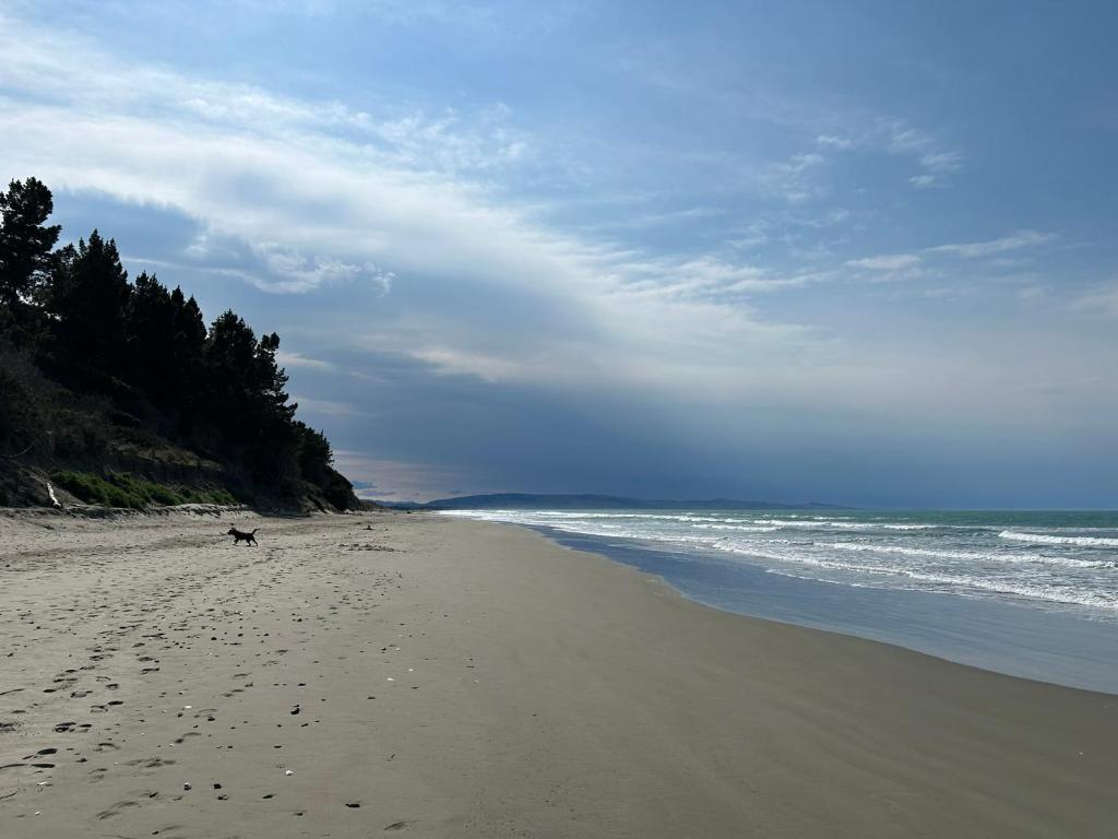 a dog walking on a sandy beach near the ocean at Waikuku Beach Holiday Park in Waikuku Beach