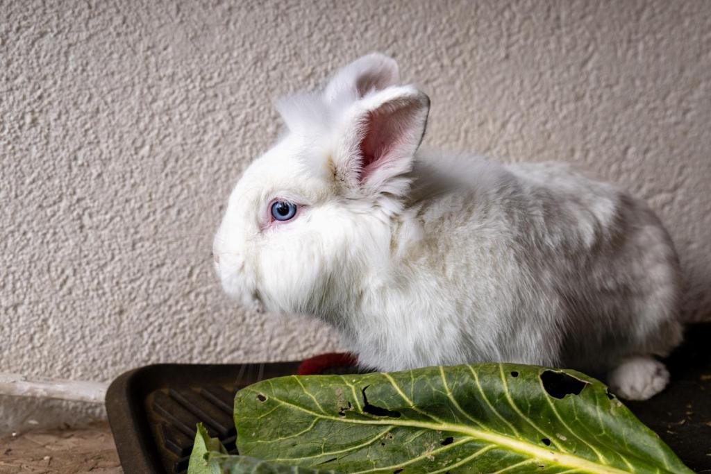 Zvířata v prázdninového domu nebo okolí