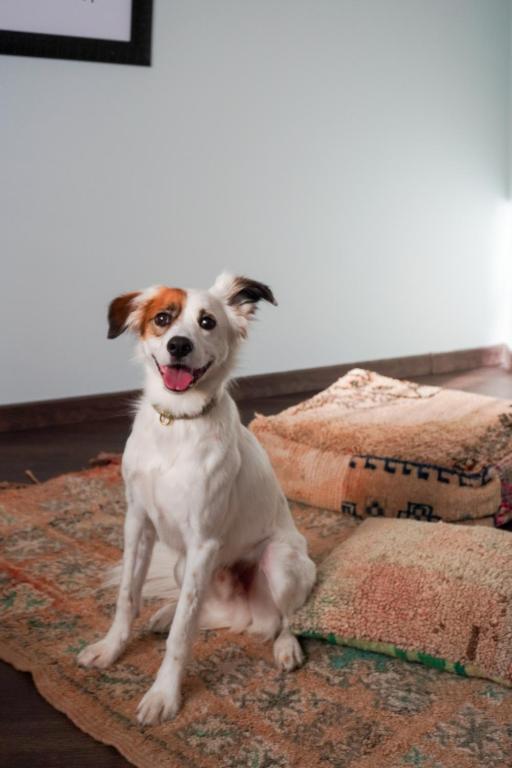 WN LAB Hotel - including breakfast and parking - Pet Friendly Deluxe Double Room