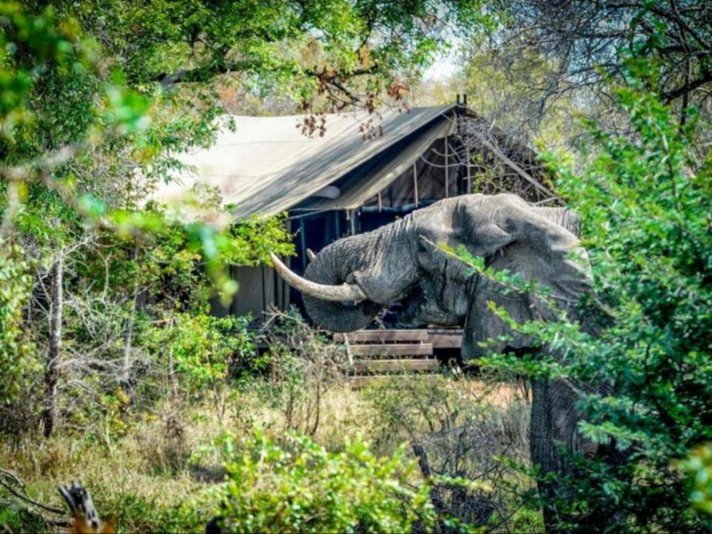 Zvířata v luxury tent nebo okolí