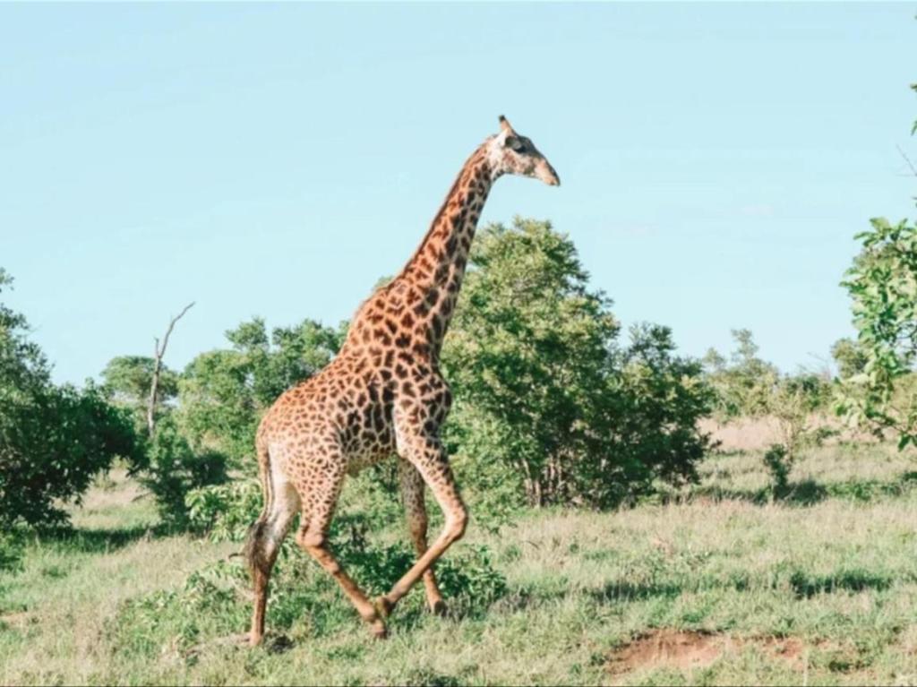 Zvířata v luxury tent nebo okolí
