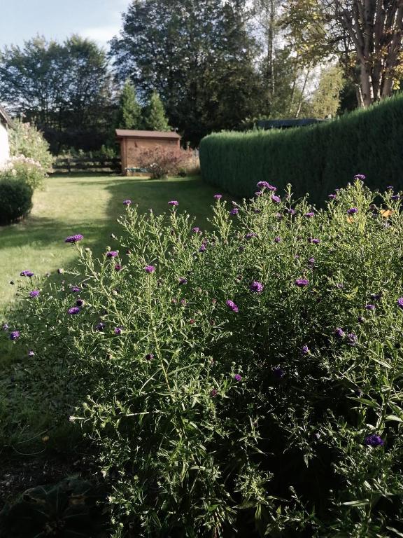 Zahrada ubytování Augl Bischofsgrün