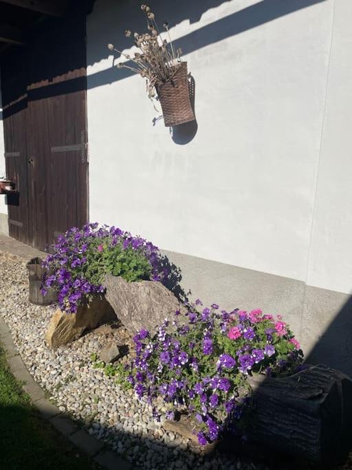 Zahrada ubytování Apartmán u Poustevníka