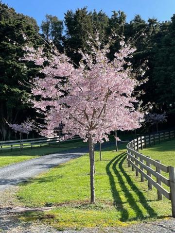 Highlander Farmstay - Cabins - Resim 41