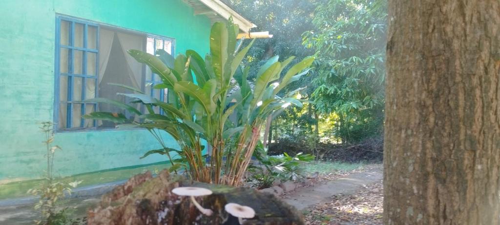 una planta frente a una casa azul en Hostal Juan Lindo, en San Pedro Sula