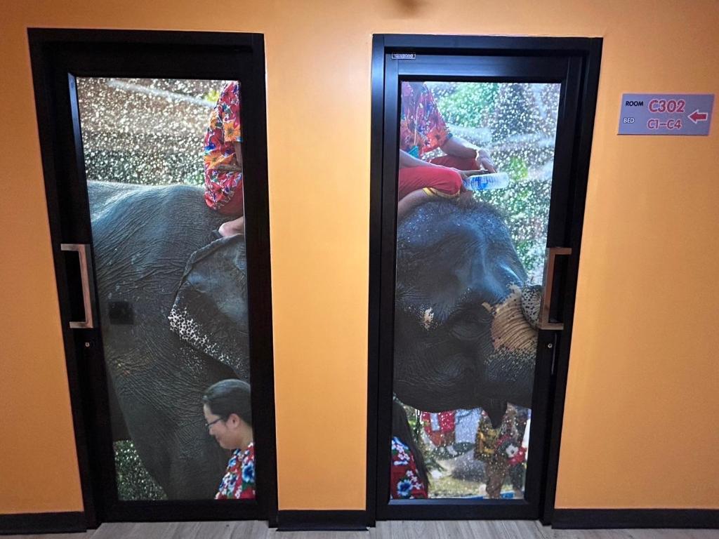 Zvířata v hostelu nebo okolí
