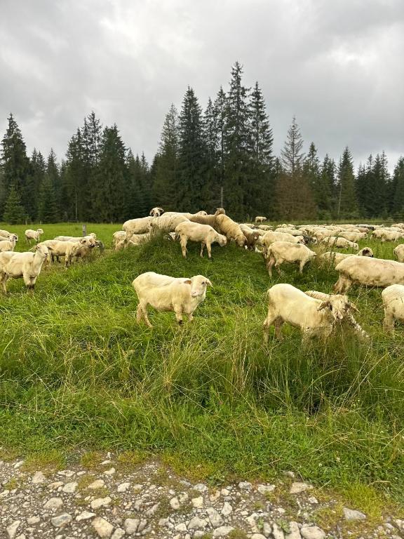 Apartament Groń - 17