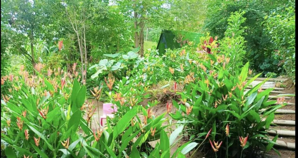 Zahrada ubytování Camping D'Tente Paradise