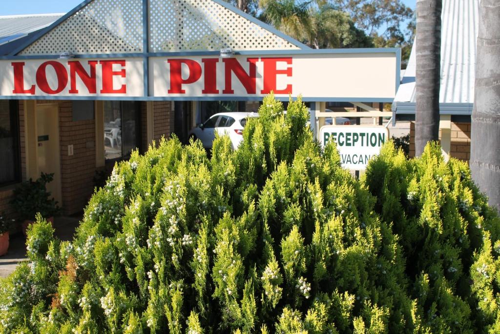 un árbol frente a una tienda de pinos solitarios en Lone Pine Motel, en Corowa