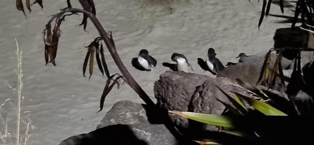 Bay Viaduct Motor Lodge - Resim 42