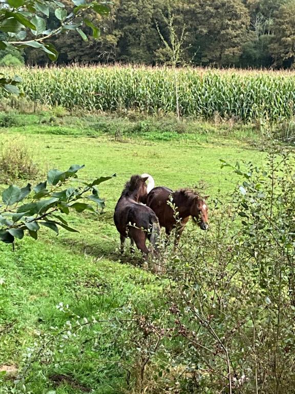 Altri animali domestici presso il lodge o nei dintorni