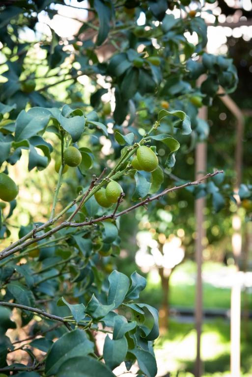 Residenza Leone XIII - Resim 15