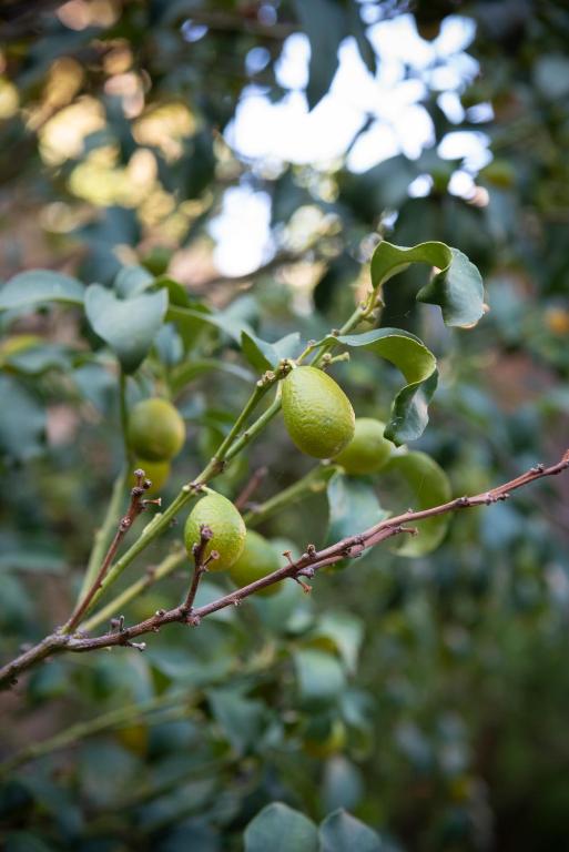 Residenza Leone XIII - Resim 20