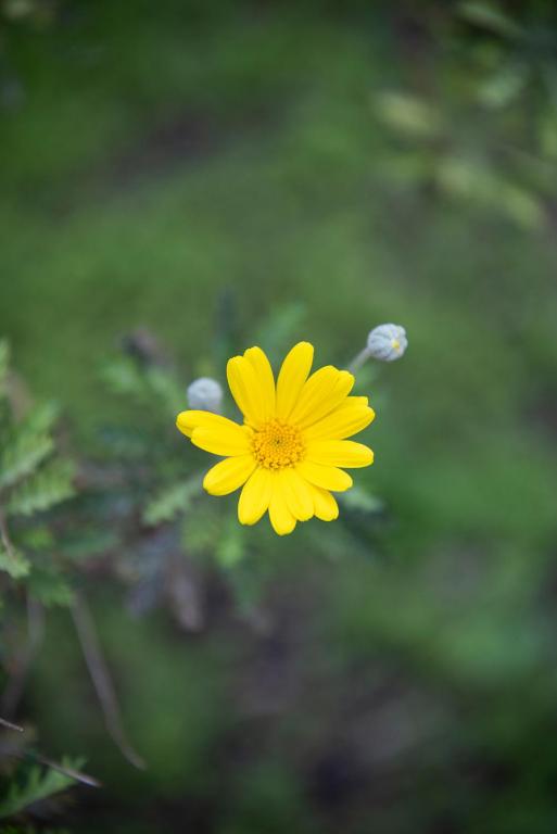 Residenza Leone XIII - Resim 22