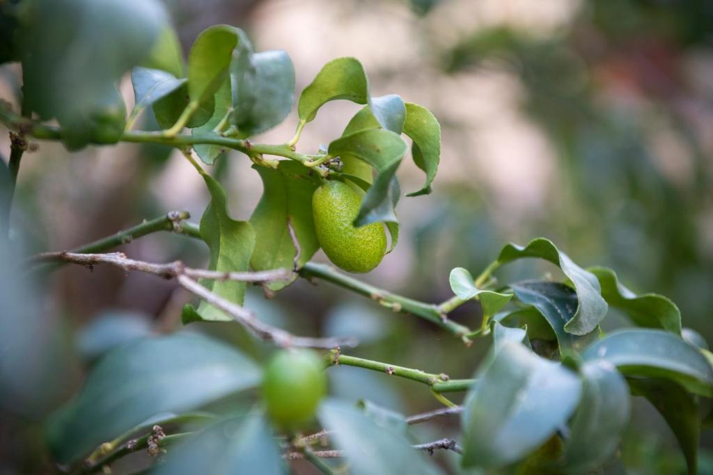 Residenza Leone XIII - Resim 37