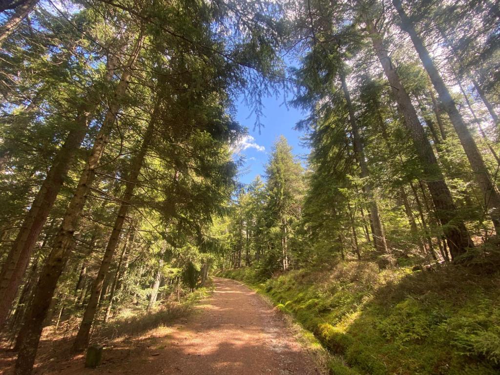 Príroda v okolí horskej chaty