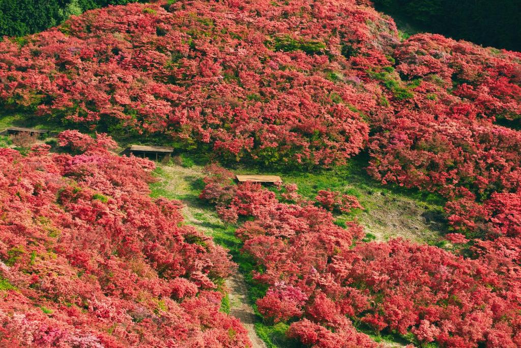 an aerial view of a mountain with red trees at JW Marriott Hotel Nara in Nara
